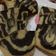 Cooksnap dari Ratnaningsih Sari untuk resep Bolu Pisang Zebra Putih Telur Ricecooker