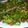 Afreeda's_Bakery's cooksnap of when they made Kwadon lettuce.