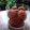 Cooksnap dari Agus Pratiwi untuk resep Palm Cheese Ball Cookies