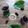 elahe abdolahi's cooksnap of when they made મલબરી (શેતુર) મિન્ટ કુલર (Mulberry Mint Cooler Recipe In Gujarati).