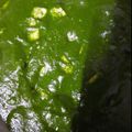 Charusheela Prabhu's cooksnap of when they made पालक पनीर (palak paneer recipe in marathi).