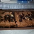 Cooksnap dari ine untuk resep Brownies kukus original