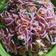Cooksnap dari cintya caroline untuk resep Mi goreng ala saya