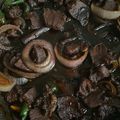 Cooksnap Ainul Kamalia semasa beliau membuat Daging masak kicap.