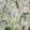 El cooksnap de Martha Dominguez cuando hizo Pasta Alfredo con Brócoli y Camarones.