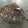 Cooksnap dari Arti Ramadani untuk resep Tumis cumi hitam