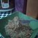 Cooksnap dari Amie Miau untuk resep Soun Goreng Simple (ga pedas)