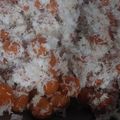 Cooksnap dari Nanda Aulia untuk resep Klepon Ubi Ungu (Tepung Tapioka)