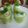 Srilekha Banik's cooksnap of when they made দই শশার রায়তা (Doi sosar raita recipe in bengali).