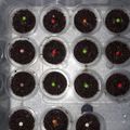 Cooksnap dari Veronica Yunita untuk resep Brownies Kukus Irit (1 Telur)