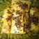 Cooksnap dari Mora untuk resep Lumpia Pisang Coklat