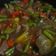 Cooksnap dari mucholifah untuk resep Garang asem daging sapi