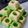Cooksnap dari Iga DK untuk resep Putu Ayu Dwi Warna (Versi Tanpa Kelapa)
