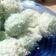 Cooksnap dari Andi Fauziah untuk resep Klepon Ketan Gula Merah Kenyal no Kapur sirih