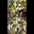 Cooksnap dari Prima Septifanny untuk resep Tumis Cumi Asin Cabe Ijo Ale