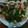 Cooksnap dari ike untuk resep 33. Ikan tim ala hongkong
