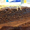 Cooksnap dari Ratih puspita sari untuk resep Brownies Tepung Singkong (Brownies Mocaf)