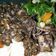 Cooksnap dari peylicious kitchen untuk resep Cumi masak hitam pedas