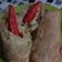 Cooksnap dari Khairunnisa Azka untuk resep Lumpia Boom khas Purwokerto