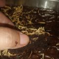 Cooksnap dari Dini Widiastuti untuk resep Fudgie Brownies
