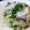 Suchitra S(Radhika S)'s cooksnap of when they made Kodo Millet upma.