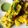 Abhipsha Sahoo's cooksnap of when they made Khaman dhokla.