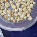 Charu indori का कुकस्नैप जब उन्होंने मसाला अल्मोंड्स (masala almonds recipe in Hindi) बनाया था।
