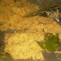 Cooksnap dari Nur Bintari Kurniasih untuk resep Urap Jawa