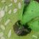 Cooksnap dari Happy istirochayati untuk resep Bolu pandan Praktis 4 telur