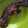 Cooksnap dari Ayu Rahayu untuk resep Ikan Patin Bakar Teflon