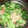 El cooksnap de Lourdes cuando hizo Ensalada templada de canónigos y gulas.