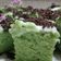 Cooksnap dari Lina Eva untuk resep Bolu pandan