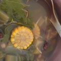 Cooksnap dari Stephania Ichan Astrid untuk resep Sayur Asem Bening