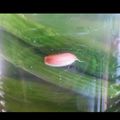 صورة من الوردة البيضاء(ToTo)💐💐💐، شاركها بعد تجربة وصفة مخلل الخيار...طريقه ناجحه لجميع أنواع المخللات