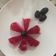 Cooksnap dari Lani Regina untuk resep Puding Klop Buah Naga