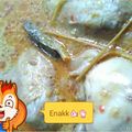 Cooksnap dari Ummu Hudzaifah untuk resep Gulai ayam pedaging