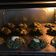 El cooksnap de Alicia Yunis cuando hizo Muffins de avena, acelga y queso.