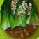 Cooksnap dari Marsya Fan untuk resep Pokcoy saus tiram