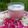 Beena Radia's cooksnap of when they made રોઝ ચિયા સીડ મિલ્કશેક (Rose Chia seeds milkshake recipe in Gujarati).