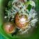 Cooksnap dari tyasadi untuk resep Sayur toge kucai
