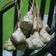Cooksnap dari Hafiya untuk resep Ketupat Hemat Gas