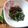 Sarah Ali 🧑‍🍳's cooksnap of when they made Fried green chillies.