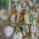 Cooksnap dari Niisha Petrova untuk resep Capcay Kuah Seafood