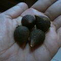 Cooksnap dari Teh Marnie Lawa untuk resep Bawang Hitam