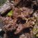 Cooksnap dari Luluk Setyoningsih untuk resep Ungkep daging kambing #kitaberbagi