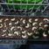 Cooksnap dari Mamidee's kitchen(deevy) untuk resep Brownies Panggang Simpel (source IG: @yackikuka)