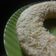 Cooksnap dari Aku untuk resep Bolu simple panggang 2 telur