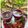 Rupali Deshpande's cooksnap of when they made बीटरूट सरबत (beetroot sarbat recipe in marathi).