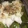 Cooksnap dari Sri Handayani untuk resep Nasi Bakar Tongkol Kemangi