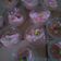 Cooksnap dari yanti wahyudi untuk resep Ice Cream Homemade
